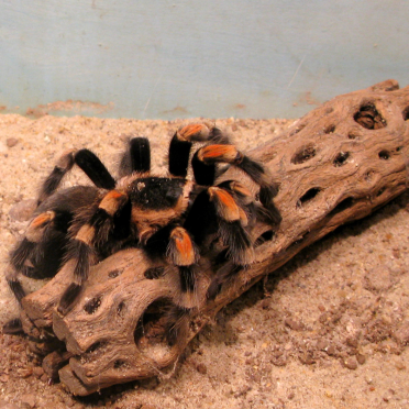 spider