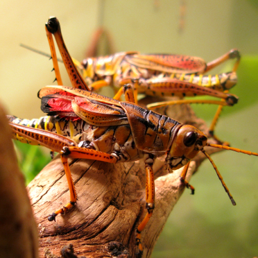 grasshoppers