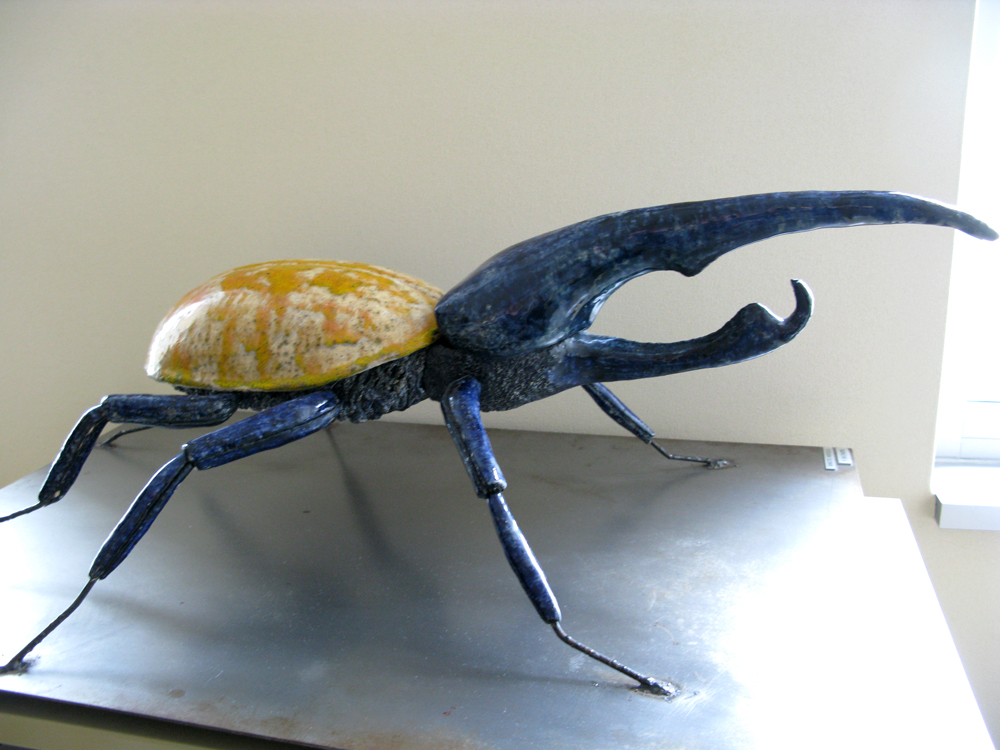 coleoptera