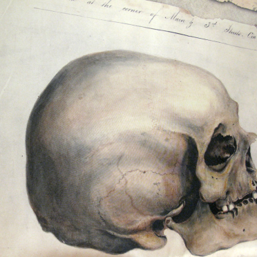 skulls