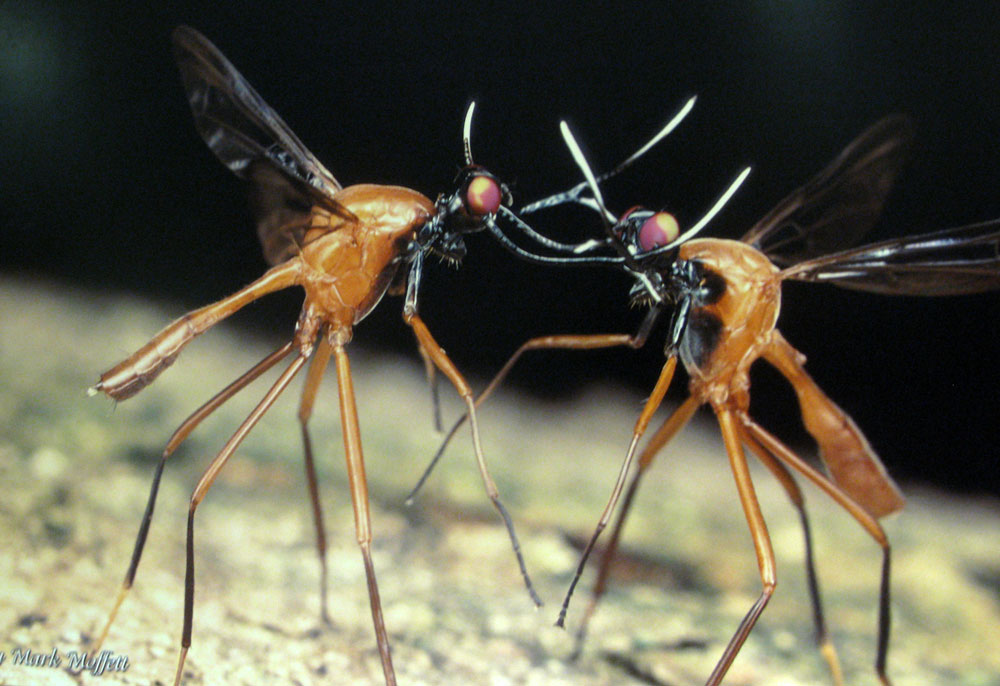 mozzies