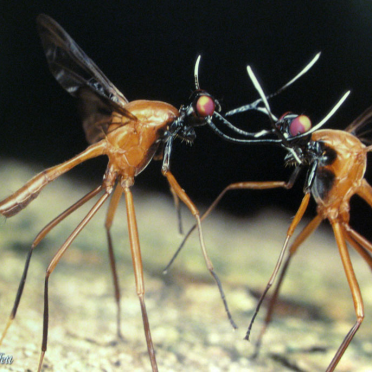 mozzies