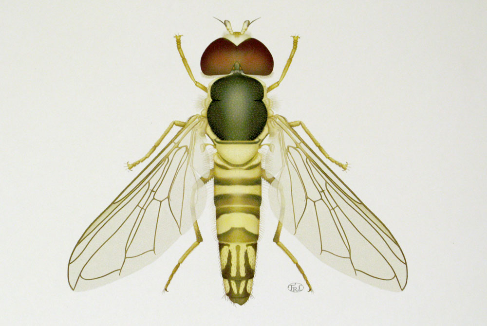 illustration