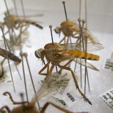 Entomology