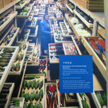 bird collection