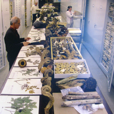 botany collection