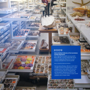 marine mollusk collection
