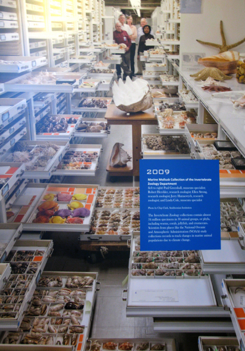 marine mollusk collection