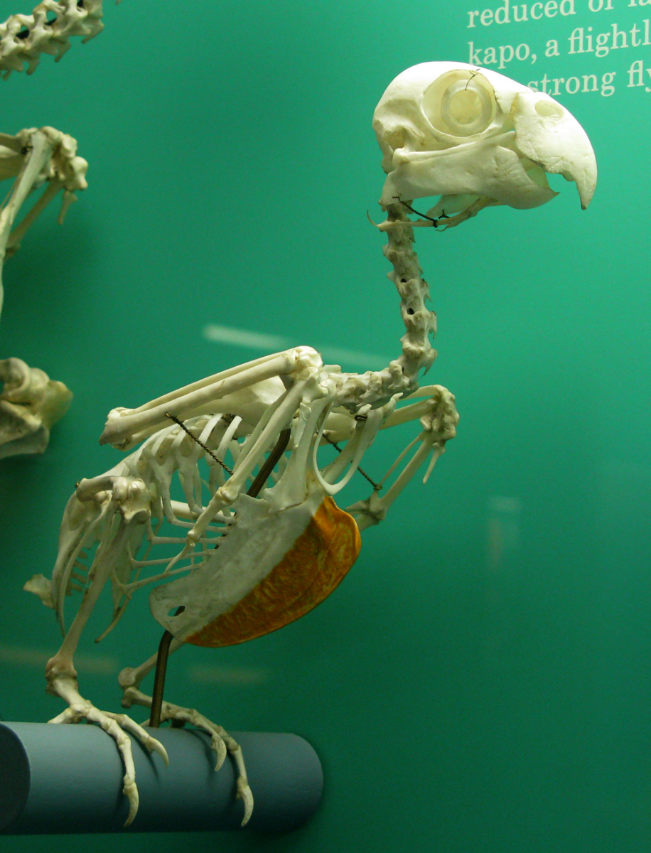 parrot