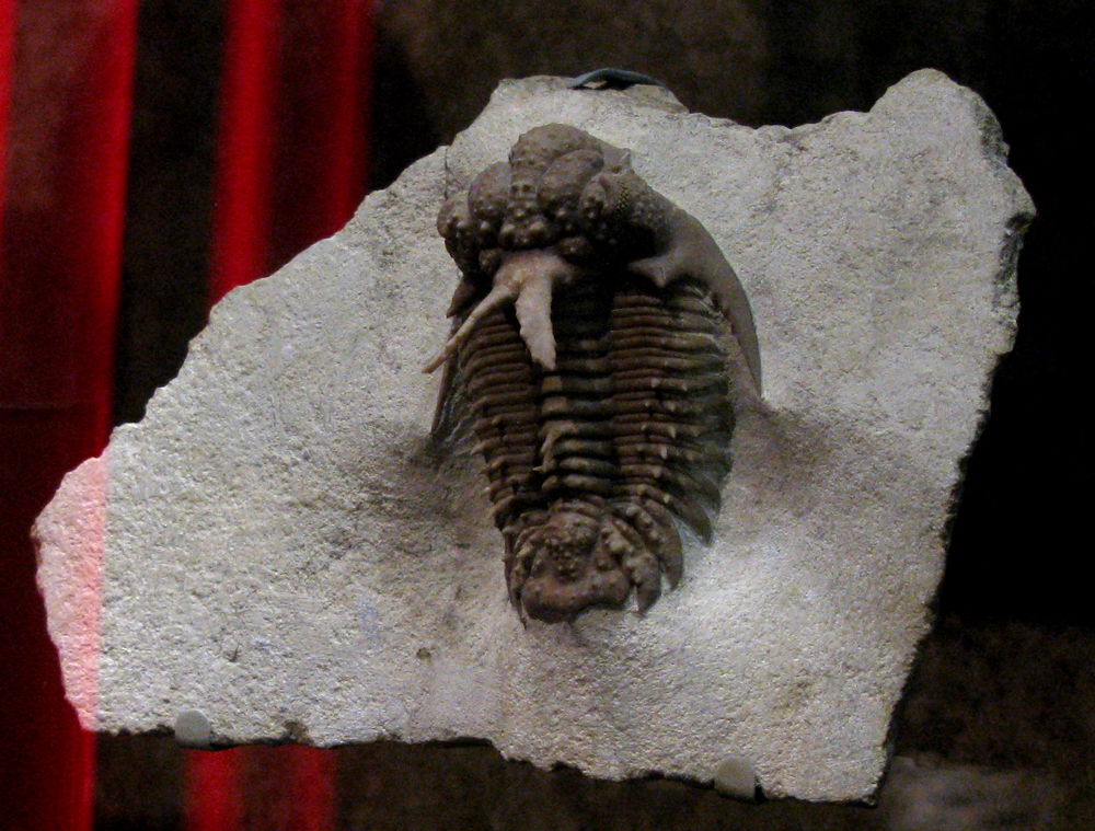 trilobite