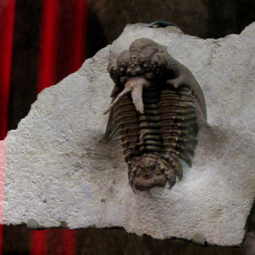 trilobite