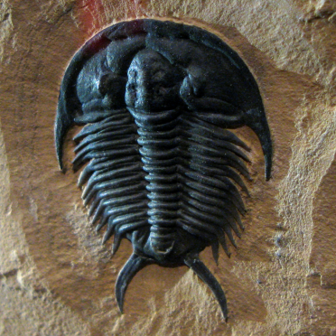 trilobite