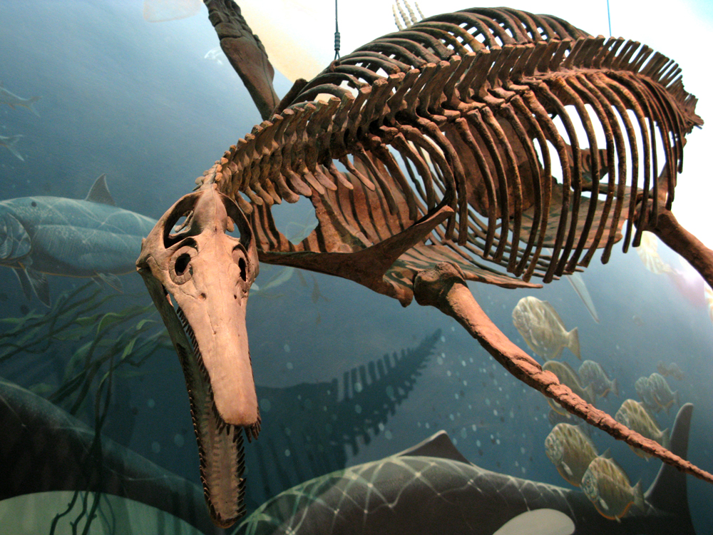 plesiosaurus