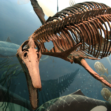plesiosaurus