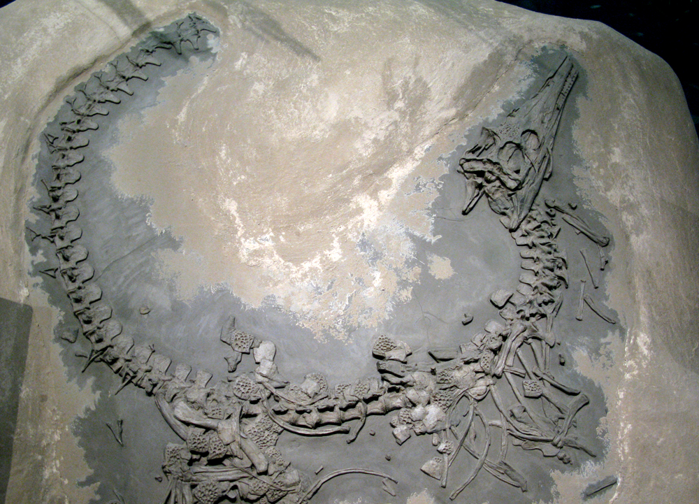 crocodile