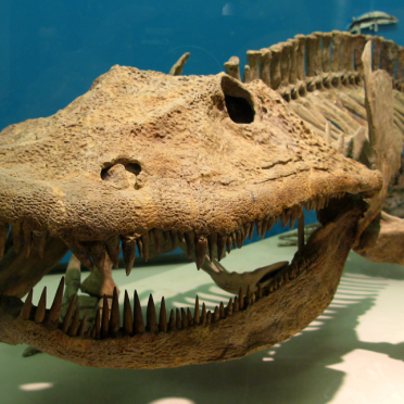 eryops