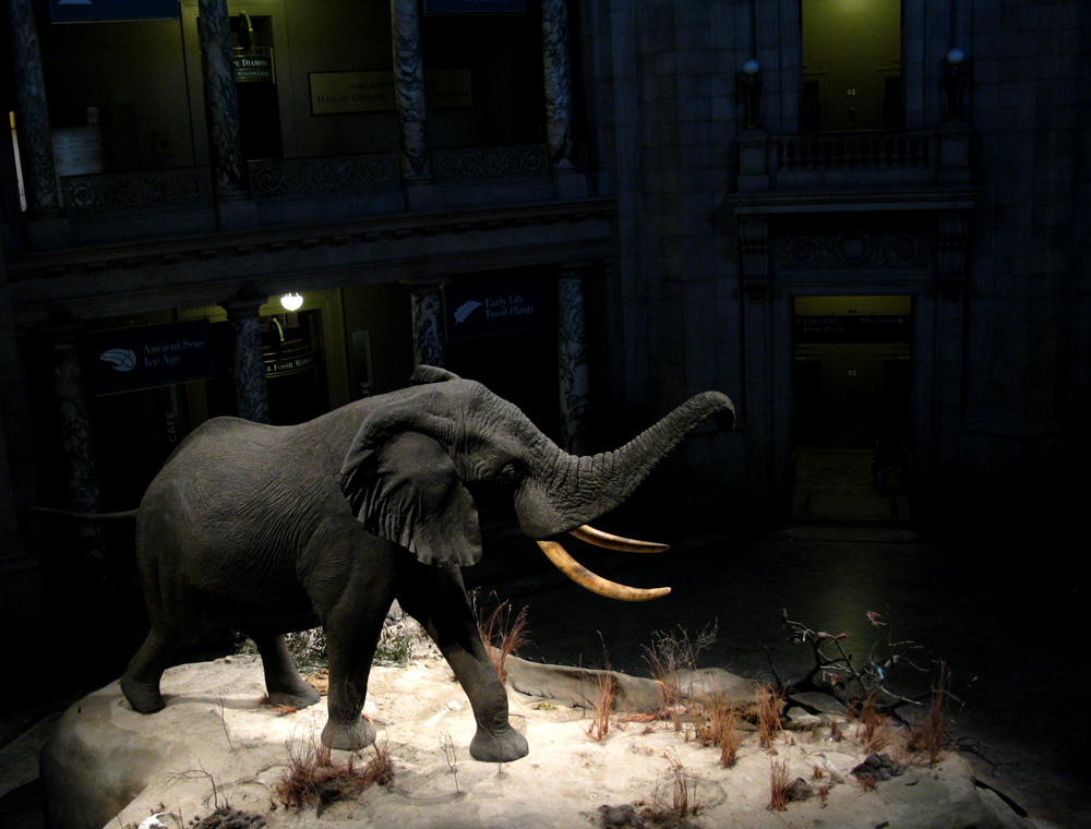 the elephant