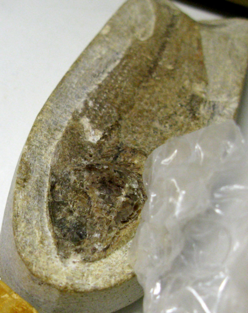 fossil fish