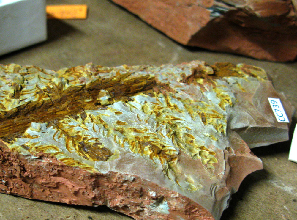 fossils