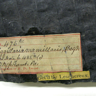 specimen