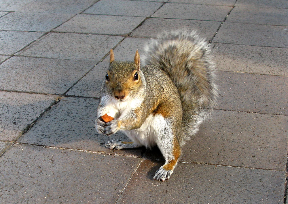 almonds from heaven
