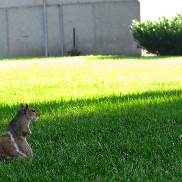evening squirrel