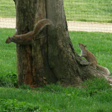 squirrel play
