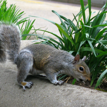 squirrel!