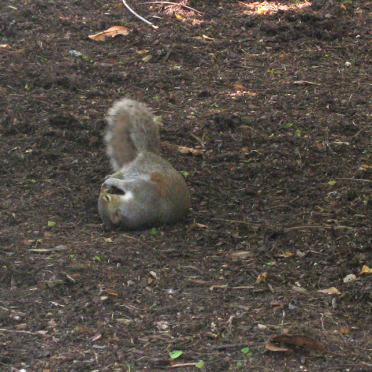 squirrel play