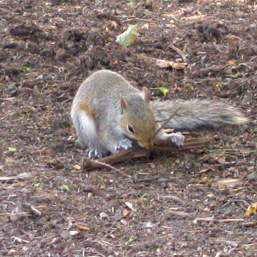 squirrel &amp; stick