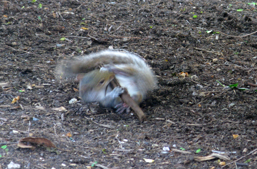 squirrel &amp; stick