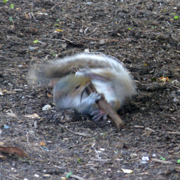 squirrel &amp; stick