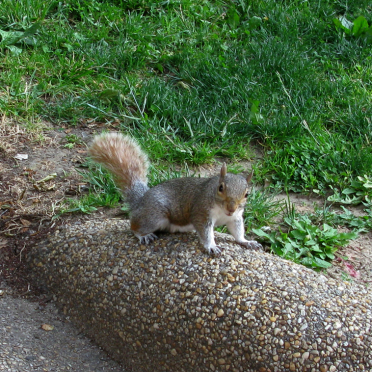 squirrel