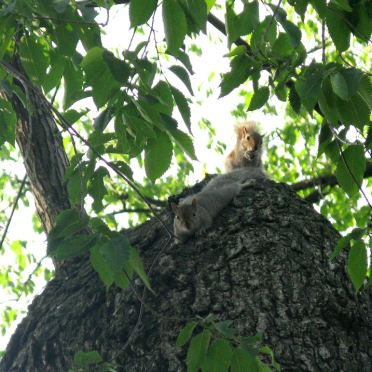 squirrels