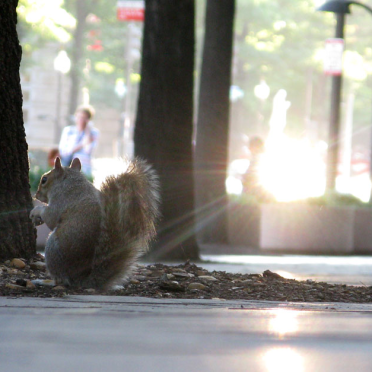 urban squirrel