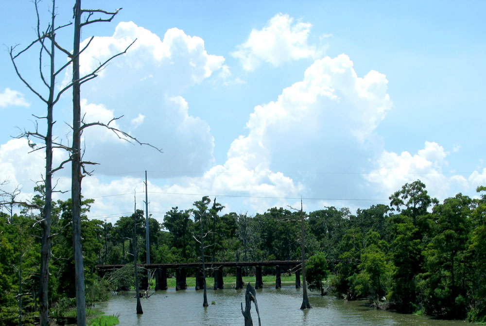 swamp