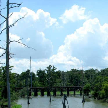 swamp