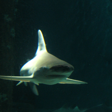 shark