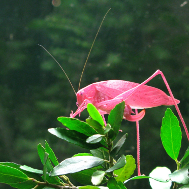 pink grasshopper