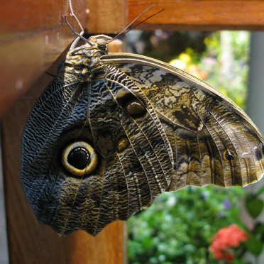 live butterflies