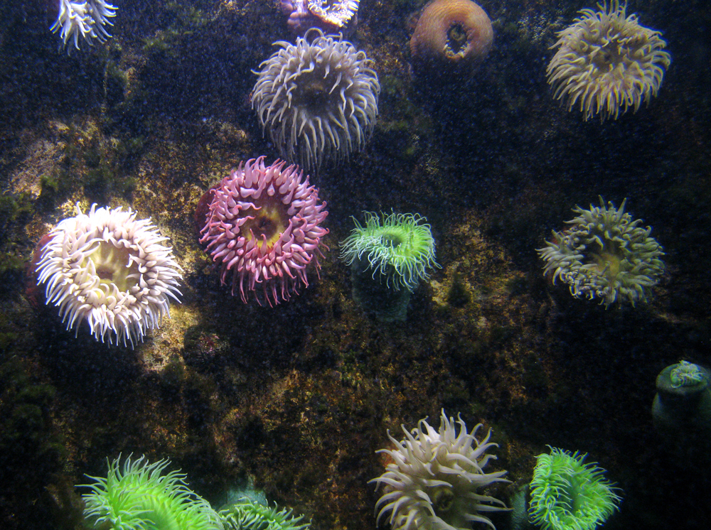 marine flowers