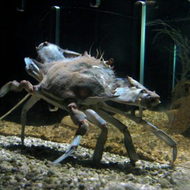 crab