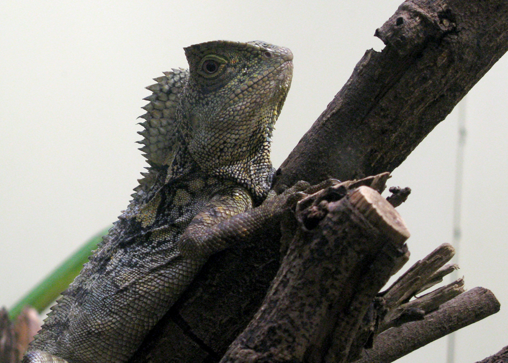 chameleon