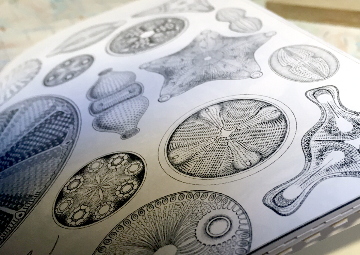 haeckel