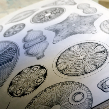 haeckel
