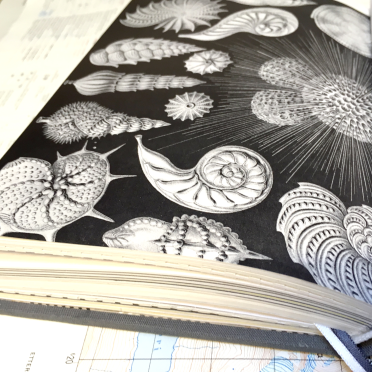 haeckel