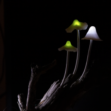 led mushrooms