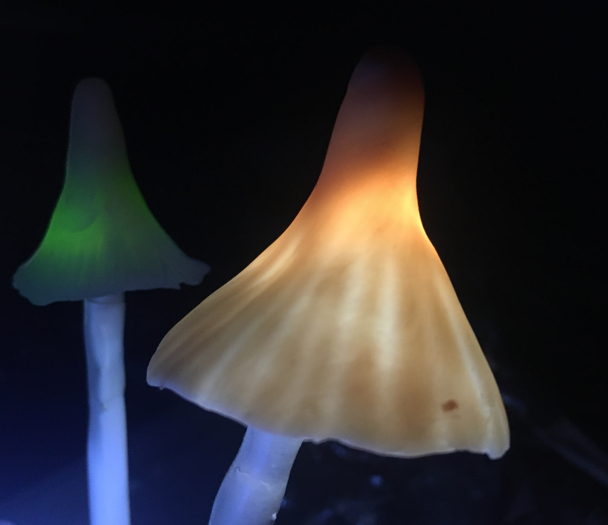 shrooms