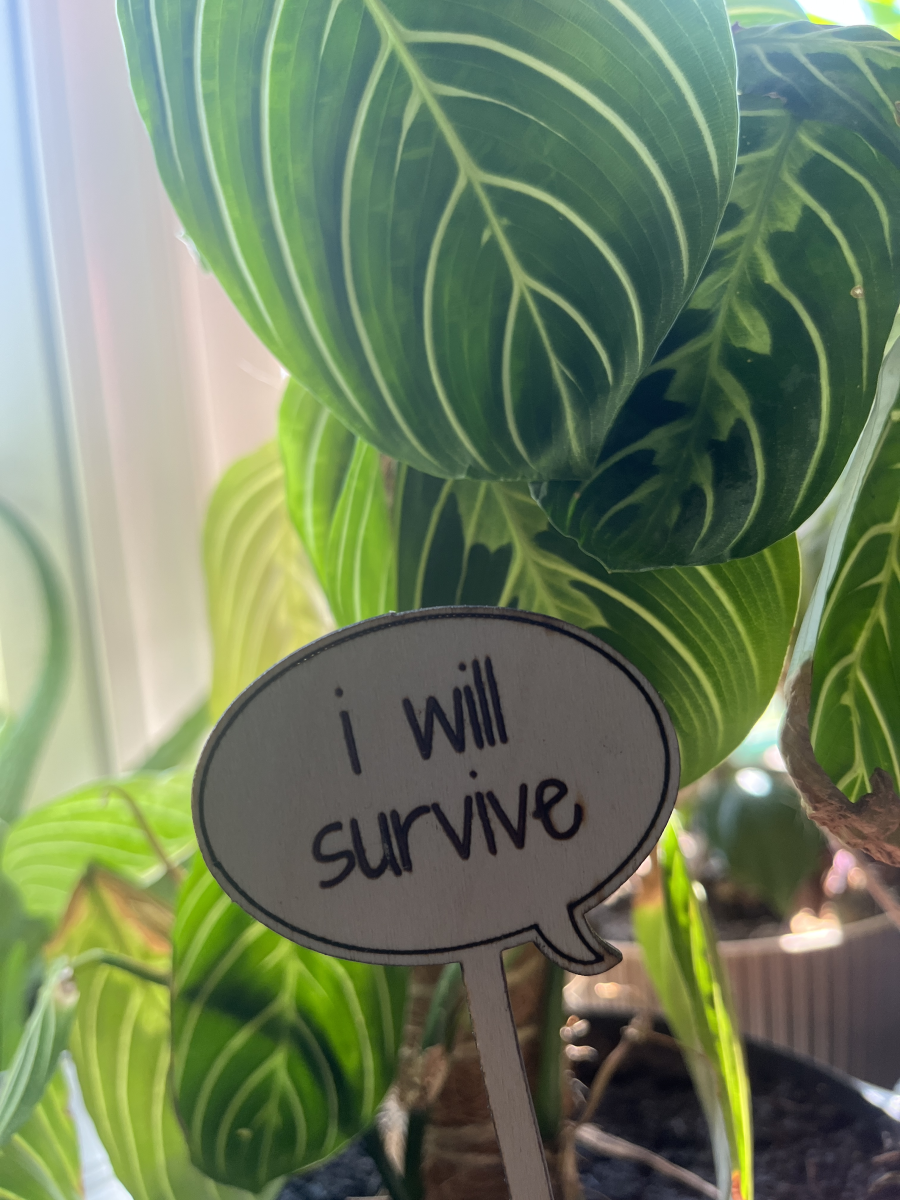 i will survive
