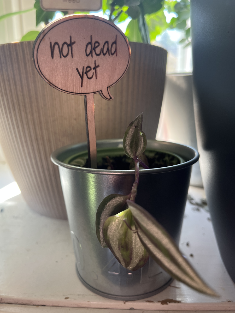 not dead yet